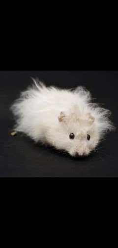 hamster
