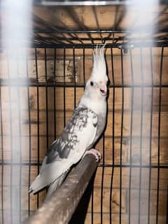 white grey pair