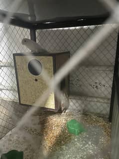 Complete birds setup