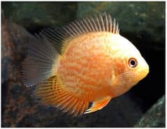 Severum