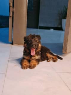 German shepherd. female puppy
