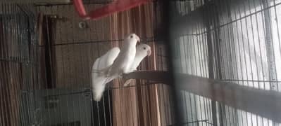albino black eye