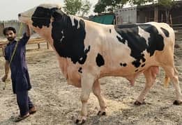 Breeder Bull