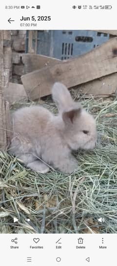 English Angora bunnies