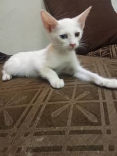 yellow flame point Siamese