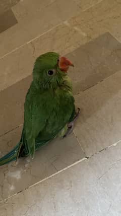 Ring neck baby parrot for parrot lovers