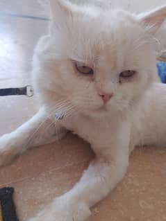punch face cat Eid sale offer