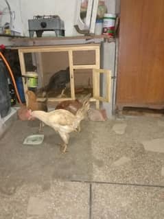 two male 2 female