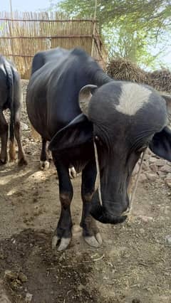 #katta