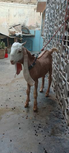 Bakra for sale age 6 months