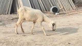mundri cross sheep