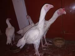 Heera