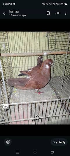 Gola kabootar