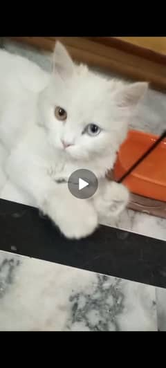 Persian
