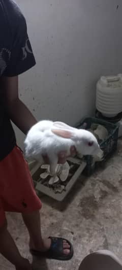 Rabbit babies for sale