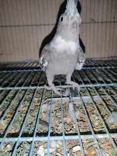 COCKATIEL
