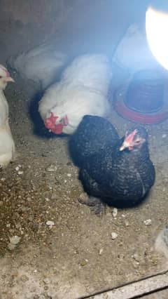 bantam pair