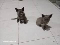 2 kittens for sale (Not Scam Please Urgent)