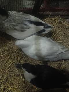 3 ducks for sale