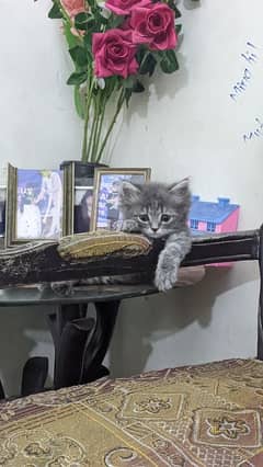 Persian kitten