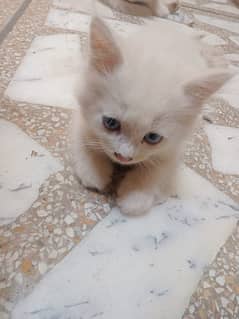 Persian cats for sale