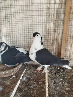 Sheerazi Full Breeder pair for Sale