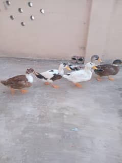 3 mouth ducks