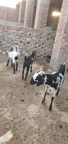 1 Goat sath 2 female bachy
