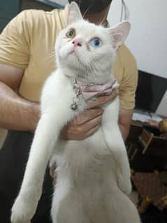 Cat for Sale Persian cat . . Khao Manee cat