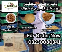 Mealworms larvae, beetle,super mealworms,Dry mealworms