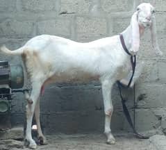 rajan puri old blood line female bakri Rajanpuri  goat