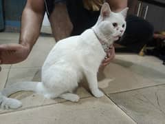 Persian Cat for sale 1.5 years age.