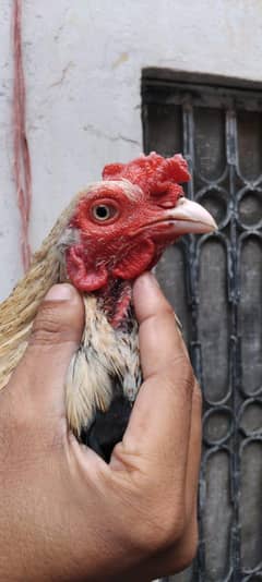 چینا پٹھا خوبصورت اور مناسب قیمت