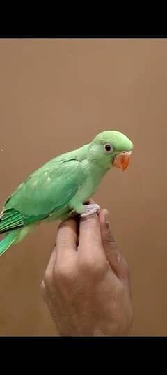 ring nack grey or Pahari chicks available