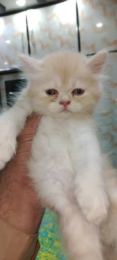 3 Persian Kitten Available For Sale punch face