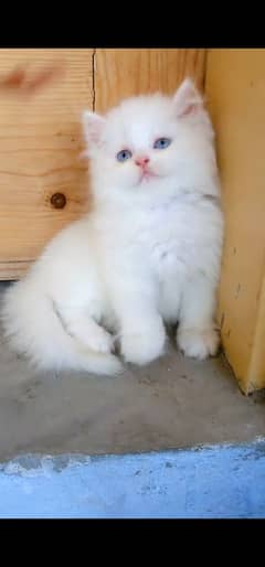blue eyes white Persian kitten|Triple long coat |WhatsApp. 03250387943