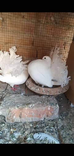 breeder pair English morden