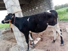 Friesian cow breed and Jersey cow sahiwal cross