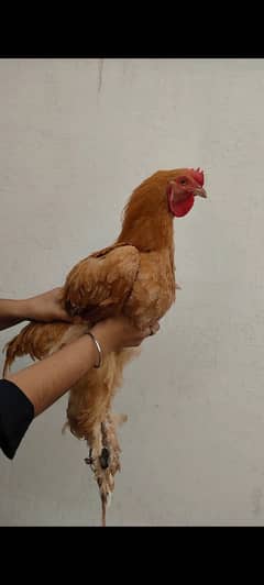 Golden Buff rooster for sale.