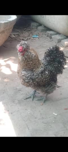 silkie