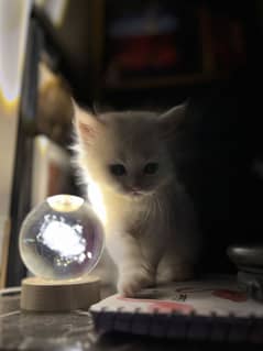 Adorable Persian Kittens Available for Sale!