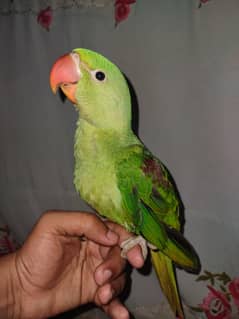 kashmiri