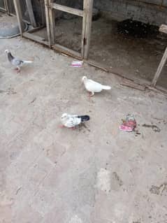 kasid female white clour
