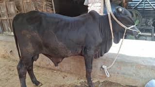 Bull | cow | Bachra | Katta | vacha
