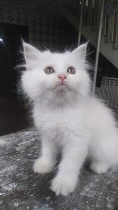 British Persian Cat