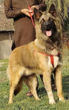 pure Bhagyary male age 10 month sequrty train for sale
