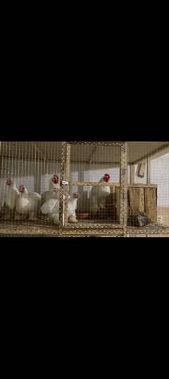 bantom fertile eggs