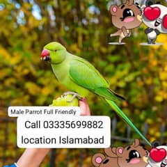 Hand Tamed Full Friendly Green Ring Neck Male Parrot Jumbo Size