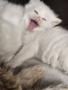 Triple coated persian kittens for Sale
