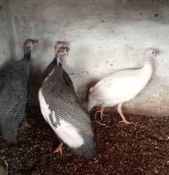 1 white male with two females,one black female other one is white